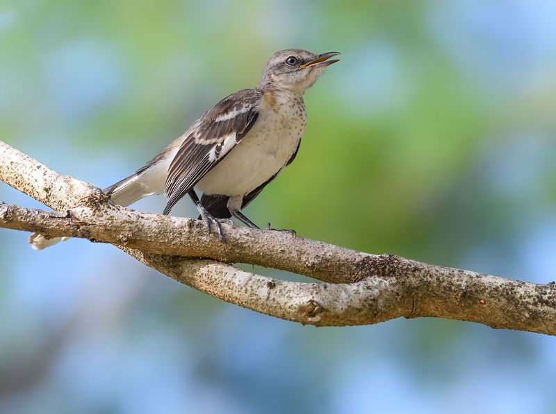 Northern Mockingbird (juvenile)photo preview
