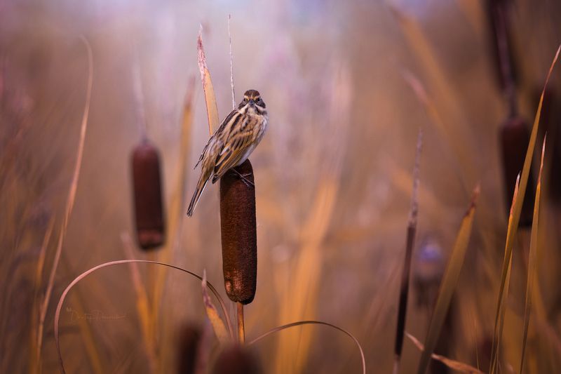 природа, лес, поля, огороды, животные, птицы, макро Осень на болотеphoto preview