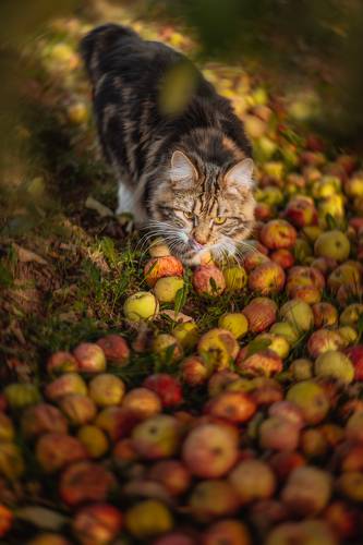Кот и яблоки