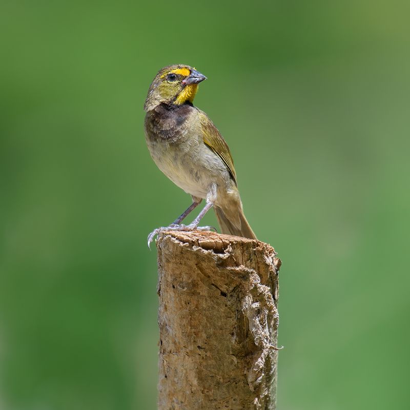 Yellow-faced grassquit (male)photo preview