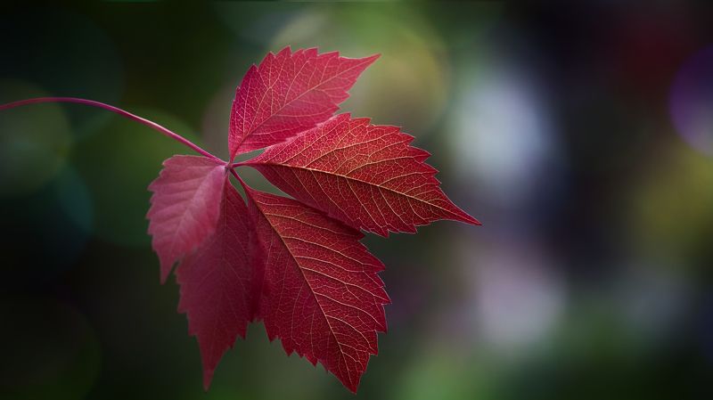 макро, осень, природа, nature, macro, leaves, bokeh, red Сентябрьphoto preview