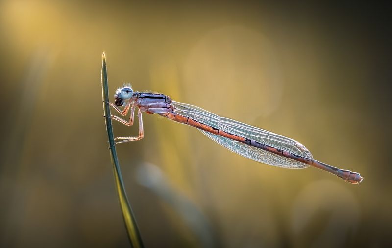 damselfly, dragonfly, insect, grass, sunset, dusk, evening, bug, macro, blade, grassland, Hanging aroundphoto preview