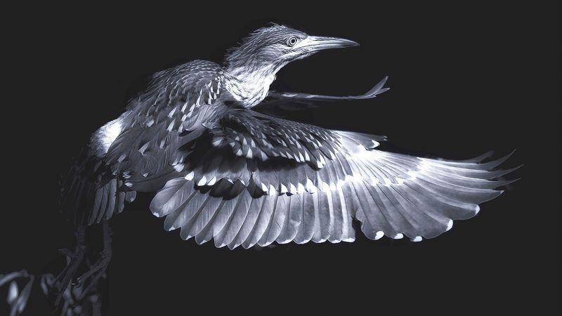 Night heron 