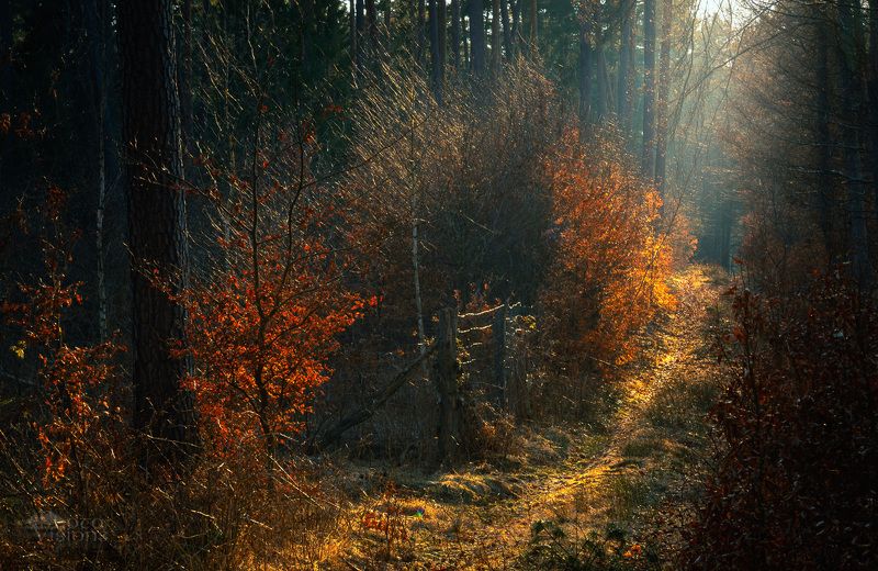 Late light in the forest