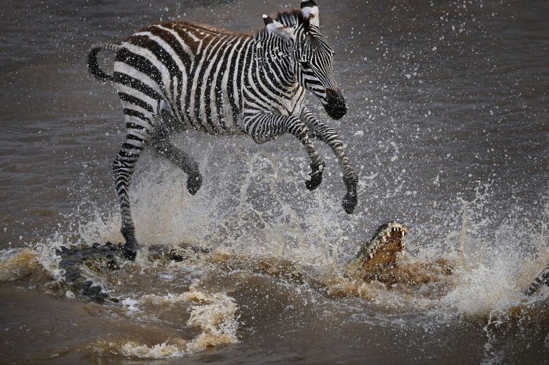 Охота зебры на крокодилаphoto preview