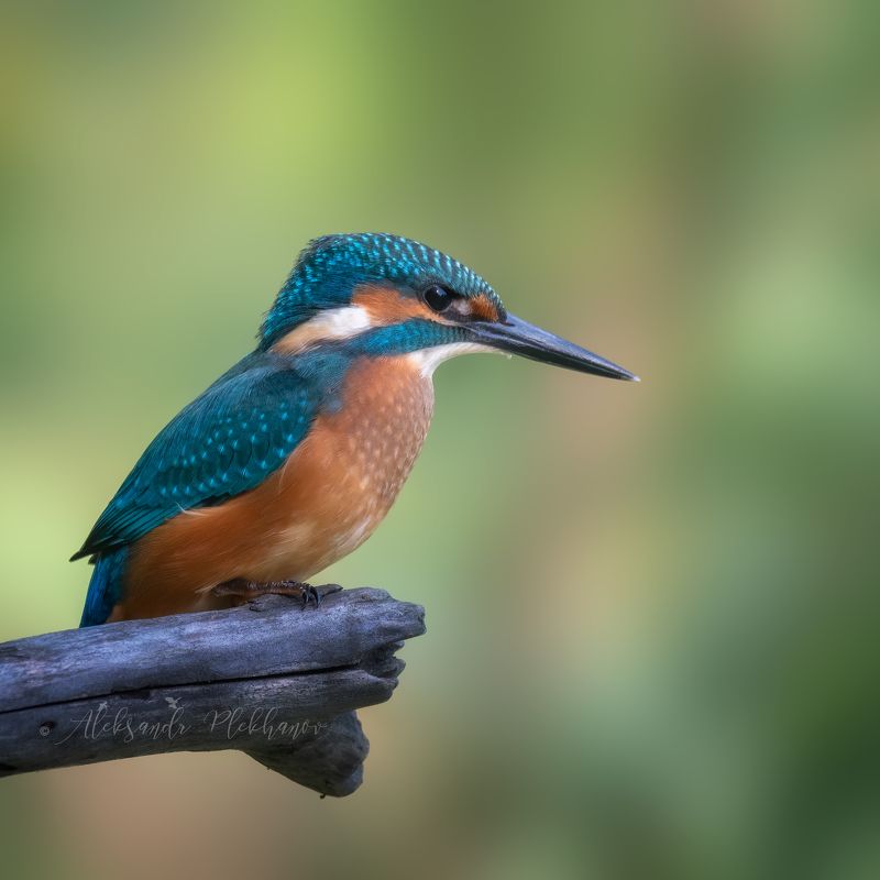 wildlife , kingfisher , island , зимородок Фотоохота на зимородкаphoto preview