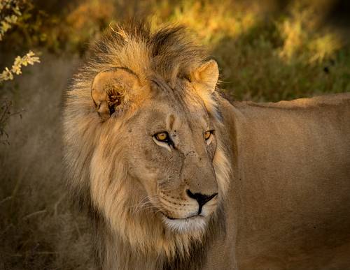 Намибия. Просто лев