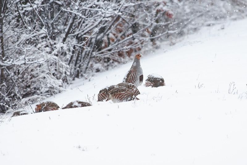Grey partridge in the snow