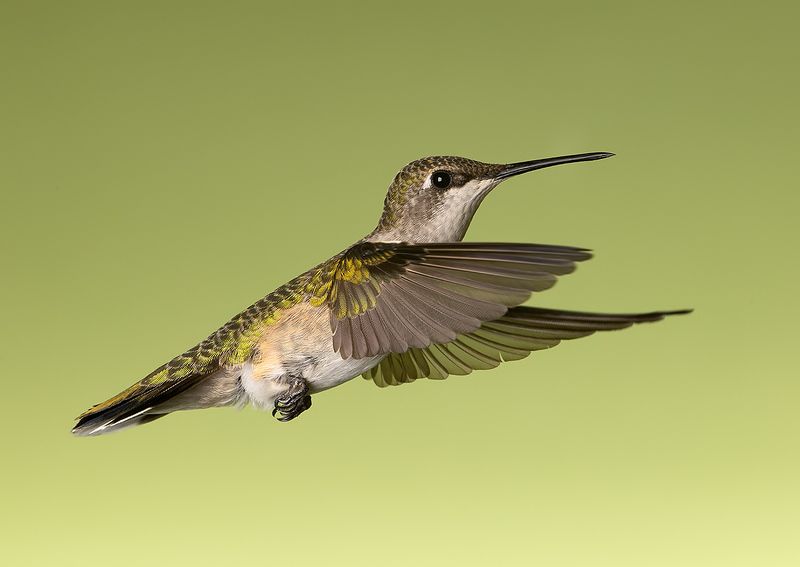 колибри,ruby-throated hummingbird, hummingbird Ruby-throated Hummingbird female. Magic in the Airphoto preview