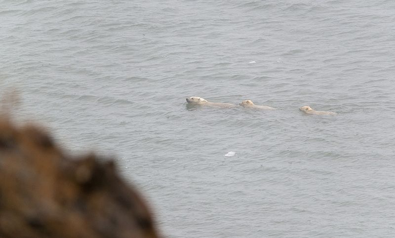 чукотка, арктика, море, медведь белый, морской, медведь полярный , умка, медвежата Морские мишки...photo preview