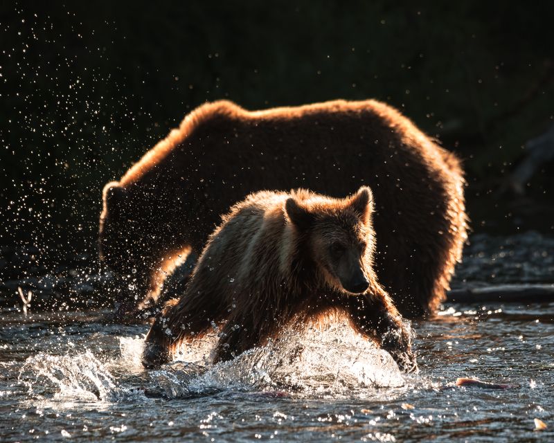 камчатка, медведи, животные, bears, kamchatka Игры медведейphoto preview