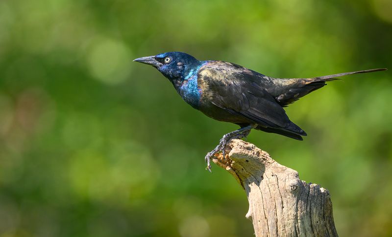 Common grackle (Adult male)photo preview