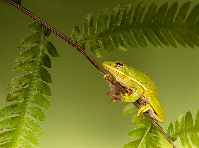 макро, квакша, лягушка, frog,  macro, земноводные Квакша. Frog. Hylidae - Зеленая североамериканская Квакшаphoto preview