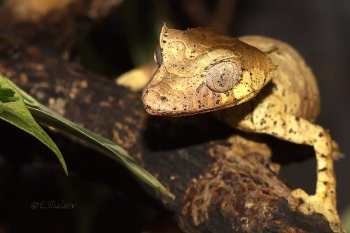 Baweng Satanic Leaf Gecko,Фантастический листохвостый геккон -  Uroplatus phantasticus
