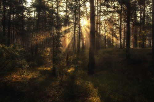 Рассвет в сосновом лесу
