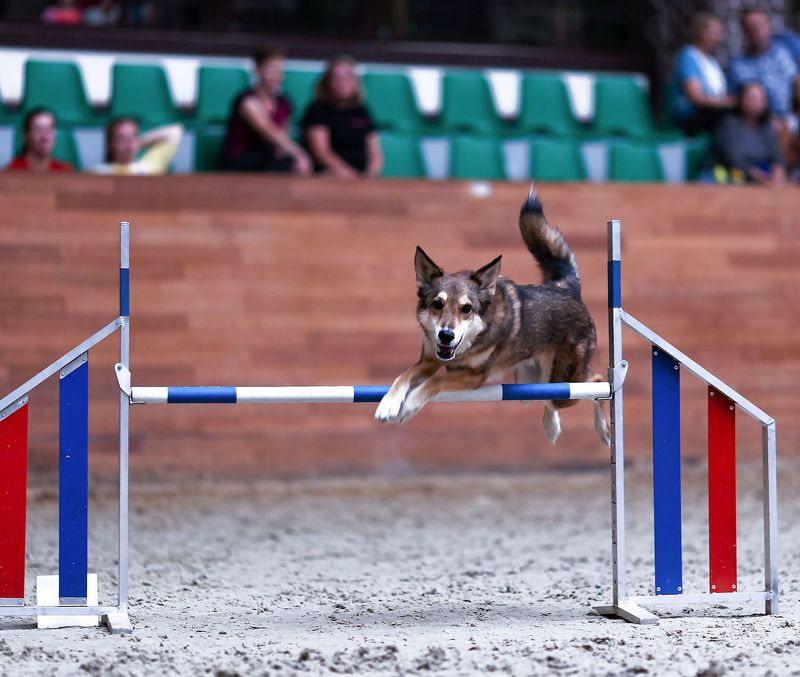 собака, спорт, соревнования, аджилити, прыжок, dog, animal,sport, competition, jump ***photo preview