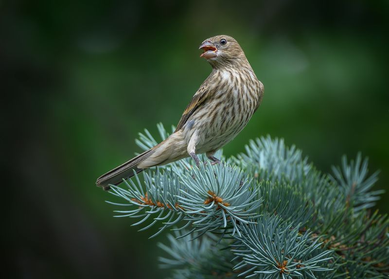 House Finch (female/immature)photo preview