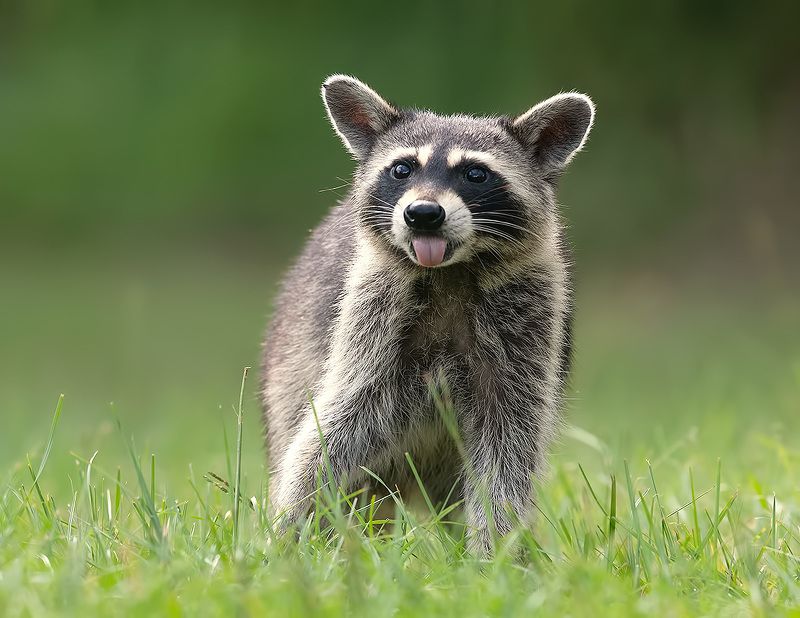 енот обыкновенный, енот-полоскун, raccoon, енот, дикие животные, животные, animals Raccoon - Енот-полоскунphoto preview