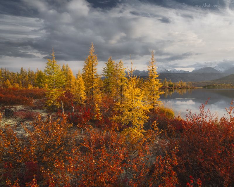 магадан, колыма, озеро джека лондона, осень, золотая осень Открытка с Колымыphoto preview