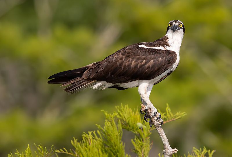 cкопа, osprey, florida, хищные птицы, wildlife, birds Osprey - Скопаphoto preview