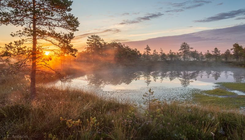 пейзаж, природа, болото, эстония, свет, туман, elvis antson Романтика болотного рассветаphoto preview