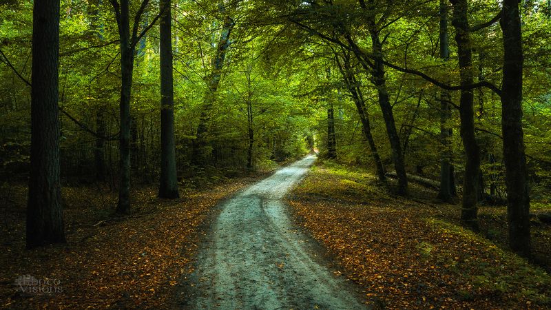 woodland,forest,road,summer,poland Late Summer Moodphoto preview
