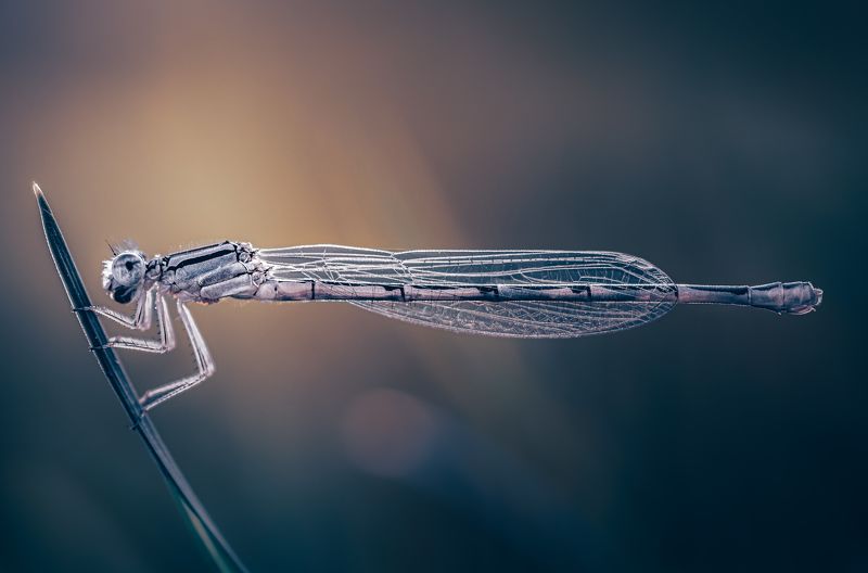 damselfly, dragonfly, insect, grass, sunset, dusk, evening, bug, macro, blade, grassland, Parallel worldsphoto preview