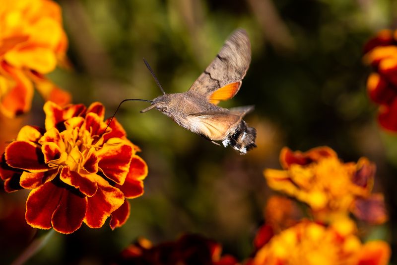 Russian hummingbird
