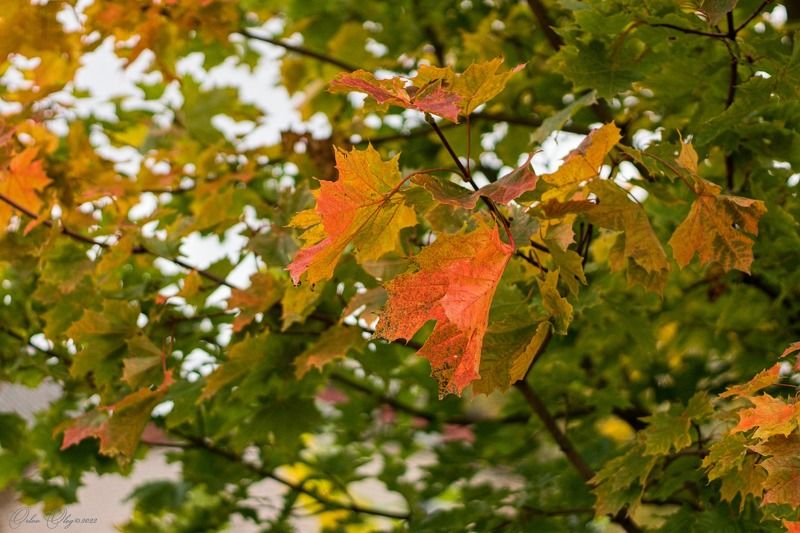 Листья осени...