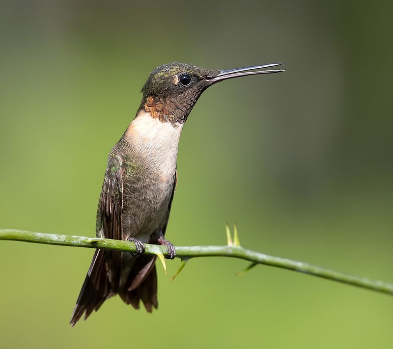 Ruby-throated Hummingbird male - Рубиновогорлый Колибри