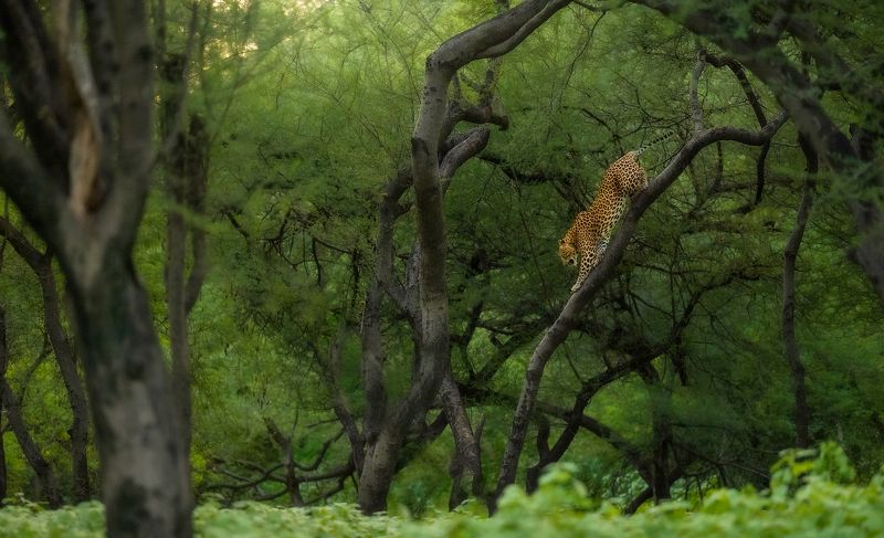 leopard, animal, nature, wildlife, wild Leopard Climbing Downphoto preview