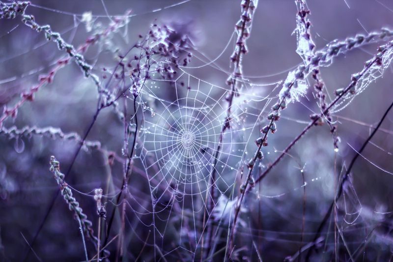 паутина, пряжа, растения, сказка, волшебство, чары Нити судьбыphoto preview