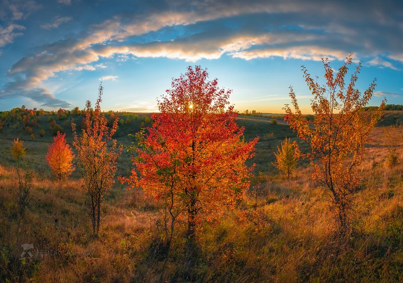 белгородская область, осень, осенний, закат, жёлтый, оранжевый, янтарный, дерево, одно дерево, груша, осенний наряд, степь, степная балка, овраг, облака, солнце, Осень в степной балкеphoto preview