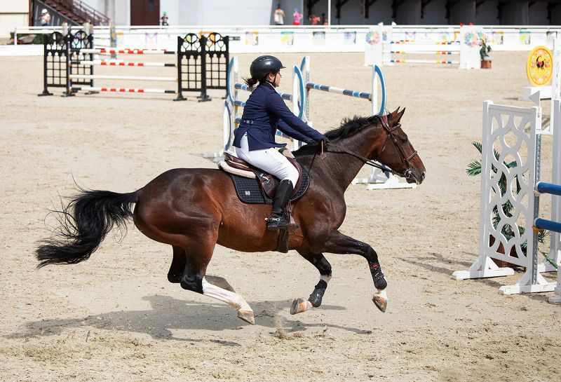 конкур, соревнования,спорт, horses, sport, competition ***photo preview