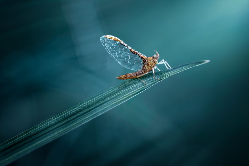 insect, mayfly, bug, bugs, leaf, grass, macro, spring, love, moon, night, moody, artistic, Shining throughphoto preview