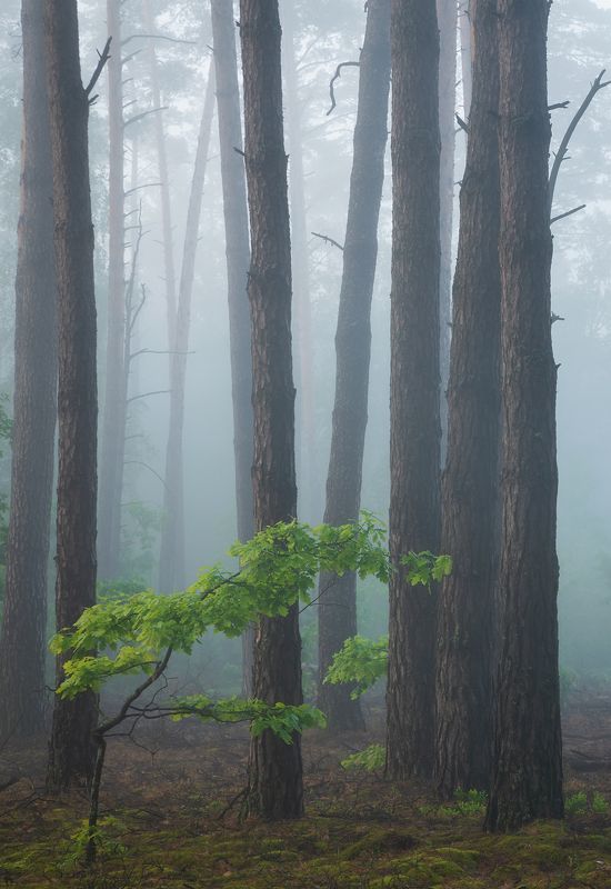 Лес в утреннем тумане фото превью
