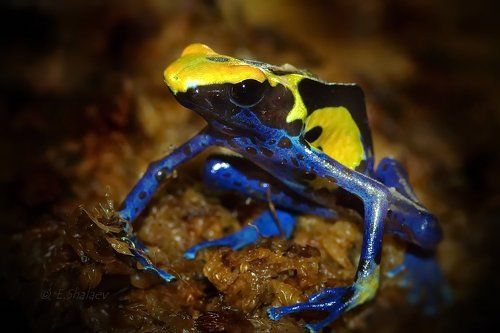 Dyeing dart frog,Древолаз пятнистый - Dendrobates tinctorius