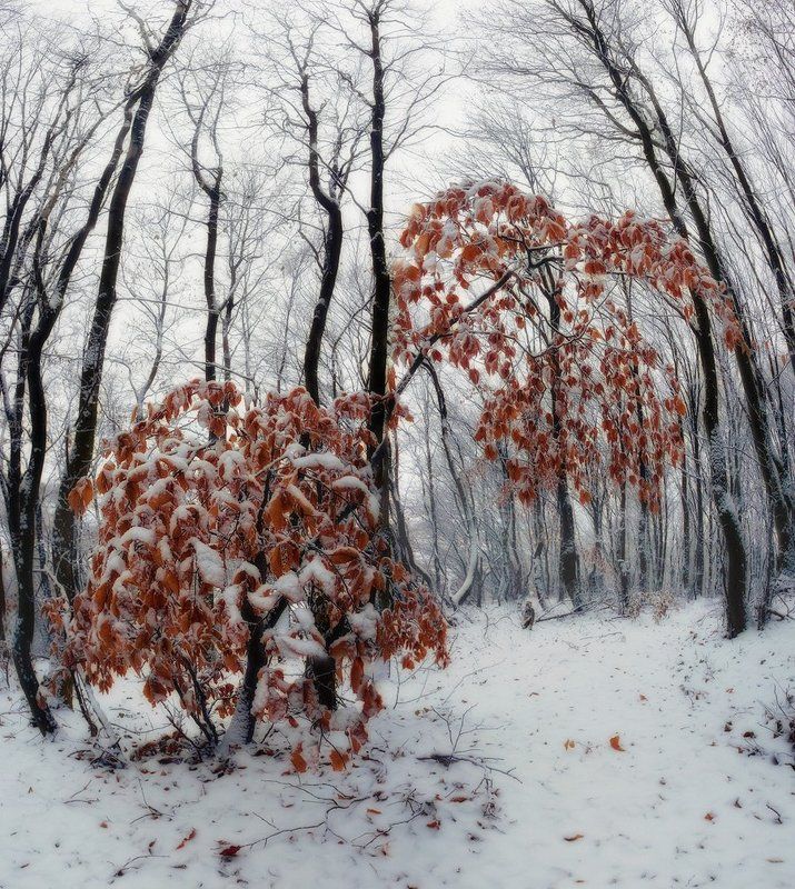 зима, лес, дерево, снег Припозднившеесяphoto preview