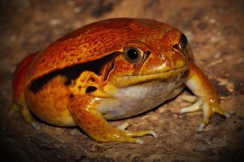 Sambava Tomato Frog,Узкорот винный - Dyscophus guineti