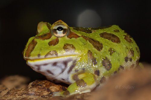 Argentine horned frog,Рогатка украшенная - Ceratophrys ornata