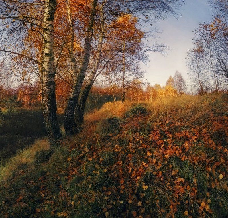 Березы, Листья, Осень, Утро Березовая осеньphoto preview