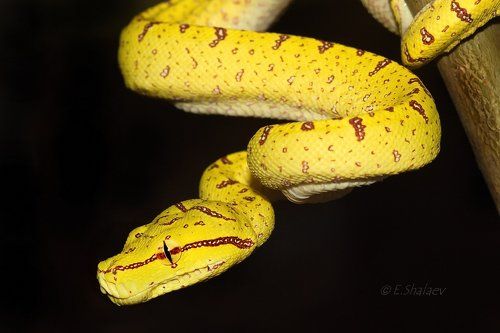 Green Python ,Зелёный питон - Morelia viridis