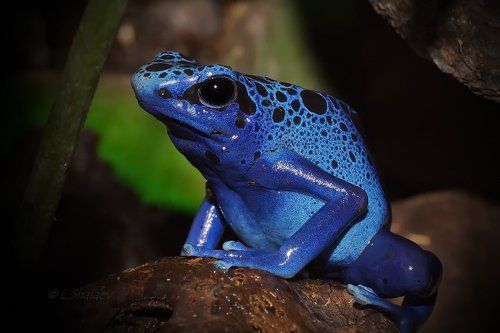 Blue poison dart frog,Древолаз голубой - Dendrobates azureus