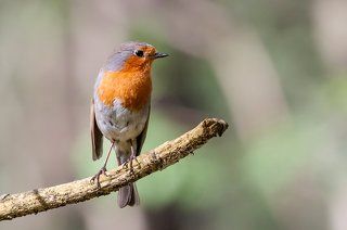 Зарянка, или малиновка (Erithacus rubecula).