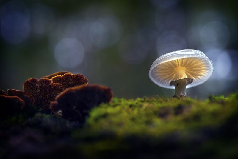 mushroom . Jungle . Nature . Macrography . bokeh . Green Mini mushroomsphoto preview