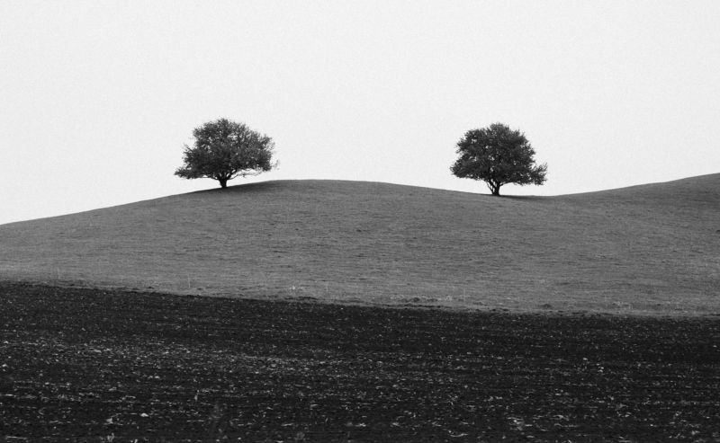 холм, деревья, минимализм, чб Двое на холмеphoto preview