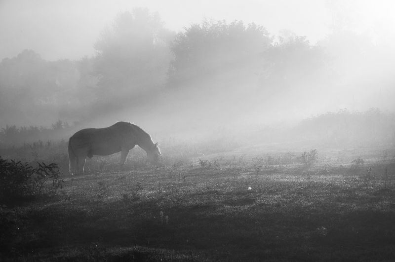 Утренний туман photo preview