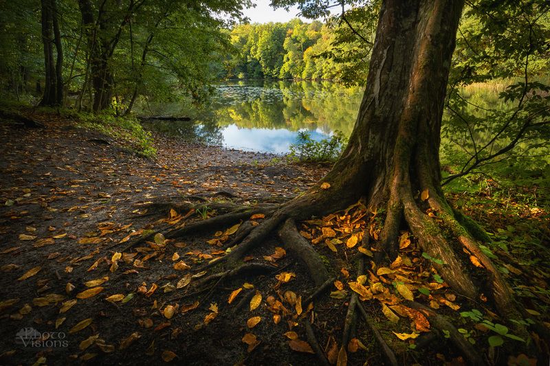 autumn,lake,forest,autumnal,tree,shoreline,landscape,poland,polish, By the lake shorephoto preview