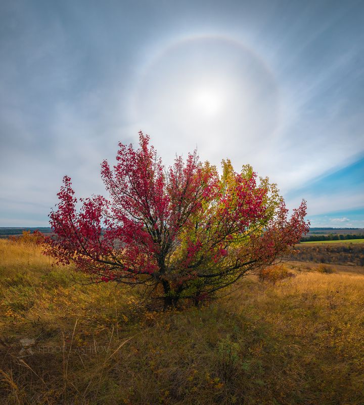 Белгородская область, осень, осенний, дерево, одно дерево, степь, холм, степное, гало, солнечное гало, облака, днём, солнце,  Осеннее галоphoto preview