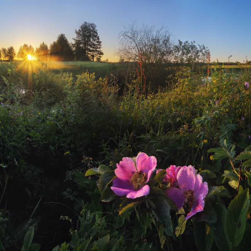 пейзаж, рассвет, лето, цветы, роса, утро Утренняя роса на шиповникеphoto preview